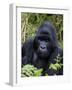 Mountain Gorilla Silverback, Kongo, Rwanda, Africa-Milse Thorsten-Framed Photographic Print