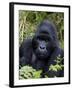 Mountain Gorilla Silverback, Kongo, Rwanda, Africa-Milse Thorsten-Framed Photographic Print