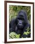 Mountain Gorilla Silverback, Kongo, Rwanda, Africa-Milse Thorsten-Framed Photographic Print