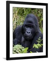 Mountain Gorilla Silverback, Kongo, Rwanda, Africa-Milse Thorsten-Framed Photographic Print