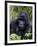 Mountain Gorilla Silverback, Kongo, Rwanda, Africa-Milse Thorsten-Framed Photographic Print