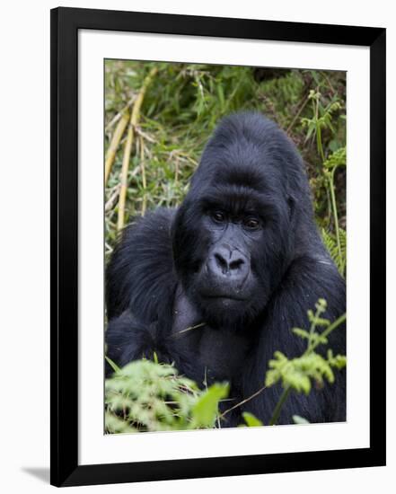 Mountain Gorilla Silverback, Kongo, Rwanda, Africa-Milse Thorsten-Framed Photographic Print