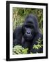 Mountain Gorilla Silverback, Kongo, Rwanda, Africa-Milse Thorsten-Framed Photographic Print