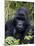 Mountain Gorilla Silverback, Kongo, Rwanda, Africa-Milse Thorsten-Mounted Photographic Print