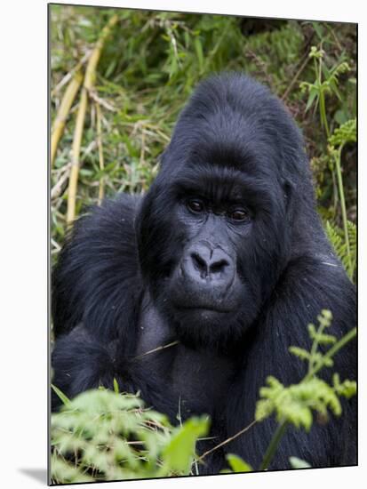 Mountain Gorilla Silverback, Kongo, Rwanda, Africa-Milse Thorsten-Mounted Photographic Print