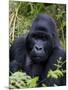 Mountain Gorilla Silverback, Kongo, Rwanda, Africa-Milse Thorsten-Mounted Photographic Print