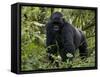 Mountain Gorilla, Silverback, Kongo, Rwanda, Africa-Milse Thorsten-Framed Stretched Canvas