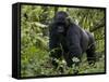Mountain Gorilla, Silverback, Kongo, Rwanda, Africa-Milse Thorsten-Framed Stretched Canvas