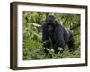 Mountain Gorilla, Silverback, Kongo, Rwanda, Africa-Milse Thorsten-Framed Premium Photographic Print