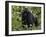 Mountain Gorilla, Silverback, Kongo, Rwanda, Africa-Milse Thorsten-Framed Premium Photographic Print