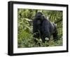 Mountain Gorilla, Silverback, Kongo, Rwanda, Africa-Milse Thorsten-Framed Premium Photographic Print