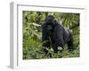 Mountain Gorilla, Silverback, Kongo, Rwanda, Africa-Milse Thorsten-Framed Premium Photographic Print