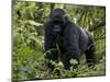 Mountain Gorilla, Silverback, Kongo, Rwanda, Africa-Milse Thorsten-Mounted Premium Photographic Print
