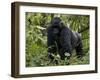 Mountain Gorilla, Silverback, Kongo, Rwanda, Africa-Milse Thorsten-Framed Photographic Print