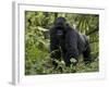 Mountain Gorilla, Silverback, Kongo, Rwanda, Africa-Milse Thorsten-Framed Photographic Print