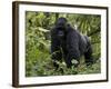 Mountain Gorilla, Silverback, Kongo, Rwanda, Africa-Milse Thorsten-Framed Photographic Print