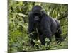 Mountain Gorilla, Silverback, Kongo, Rwanda, Africa-Milse Thorsten-Mounted Photographic Print