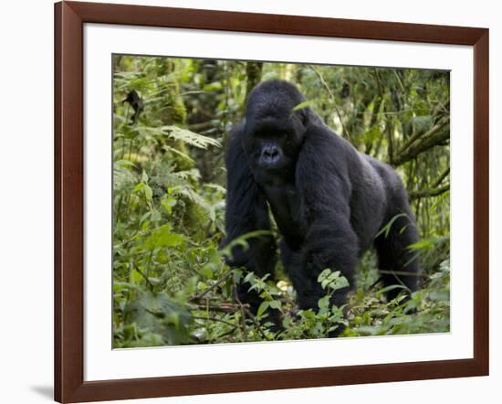 Mountain Gorilla, Silverback, Kongo, Rwanda, Africa-Milse Thorsten-Framed Photographic Print