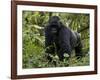 Mountain Gorilla, Silverback, Kongo, Rwanda, Africa-Milse Thorsten-Framed Photographic Print