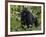 Mountain Gorilla, Silverback, Kongo, Rwanda, Africa-Milse Thorsten-Framed Photographic Print