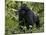 Mountain Gorilla, Silverback, Kongo, Rwanda, Africa-Milse Thorsten-Mounted Photographic Print