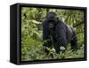 Mountain Gorilla, Silverback, Kongo, Rwanda, Africa-Milse Thorsten-Framed Stretched Canvas