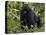 Mountain Gorilla, Silverback, Kongo, Rwanda, Africa-Milse Thorsten-Stretched Canvas