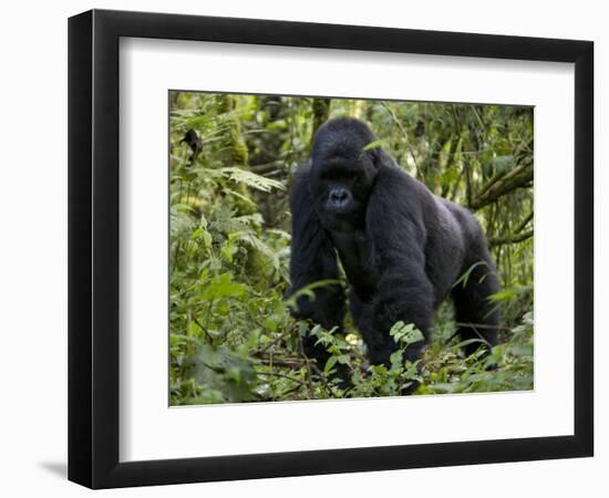 Mountain Gorilla, Silverback, Kongo, Rwanda, Africa-Milse Thorsten-Framed Photographic Print