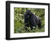 Mountain Gorilla, Silverback, Kongo, Rwanda, Africa-Milse Thorsten-Framed Photographic Print