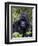 Mountain Gorilla Silverback, Kongo, Rwanda, Africa-Milse Thorsten-Framed Premium Photographic Print