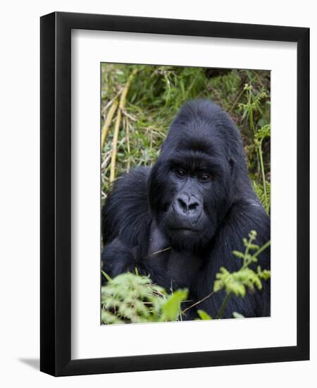 Mountain Gorilla Silverback, Kongo, Rwanda, Africa-Milse Thorsten-Framed Premium Photographic Print