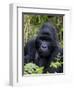 Mountain Gorilla Silverback, Kongo, Rwanda, Africa-Milse Thorsten-Framed Premium Photographic Print