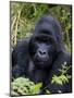 Mountain Gorilla Silverback, Kongo, Rwanda, Africa-Milse Thorsten-Mounted Premium Photographic Print