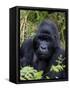 Mountain Gorilla Silverback, Kongo, Rwanda, Africa-Milse Thorsten-Framed Stretched Canvas