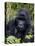 Mountain Gorilla Silverback, Kongo, Rwanda, Africa-Milse Thorsten-Stretched Canvas