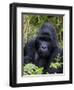 Mountain Gorilla Silverback, Kongo, Rwanda, Africa-Milse Thorsten-Framed Photographic Print