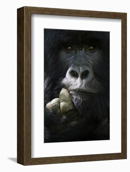 Mountain gorilla silverback male, portrait, Mgahinga National Park, Uganda-Eric Baccega-Framed Photographic Print