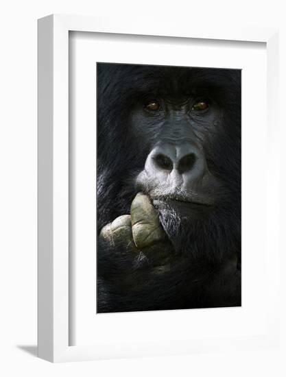 Mountain gorilla silverback male, portrait, Mgahinga National Park, Uganda-Eric Baccega-Framed Photographic Print