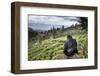 Mountain gorilla silverback on boundary wall, Rwanda-Christophe Courteau-Framed Photographic Print