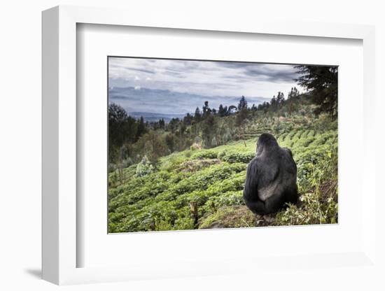 Mountain gorilla silverback on boundary wall, Rwanda-Christophe Courteau-Framed Photographic Print