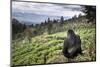 Mountain gorilla silverback on boundary wall, Rwanda-Christophe Courteau-Mounted Photographic Print