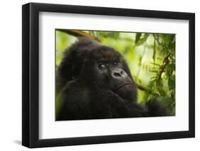Mountain gorilla silverback sitting among Lobelia, Rwanda-Mary McDonald-Framed Photographic Print