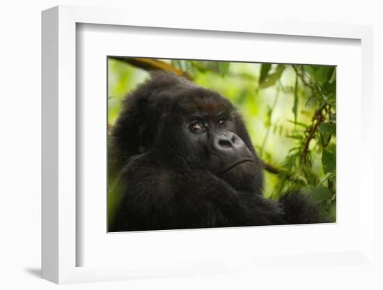 Mountain gorilla silverback sitting among Lobelia, Rwanda-Mary McDonald-Framed Photographic Print