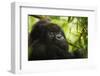 Mountain gorilla silverback sitting among Lobelia, Rwanda-Mary McDonald-Framed Photographic Print