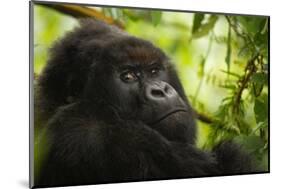Mountain gorilla silverback sitting among Lobelia, Rwanda-Mary McDonald-Mounted Photographic Print