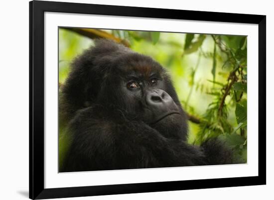 Mountain gorilla silverback sitting among Lobelia, Rwanda-Mary McDonald-Framed Photographic Print