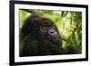 Mountain gorilla silverback sitting among Lobelia, Rwanda-Mary McDonald-Framed Photographic Print