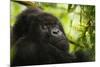 Mountain gorilla silverback sitting among Lobelia, Rwanda-Mary McDonald-Mounted Photographic Print