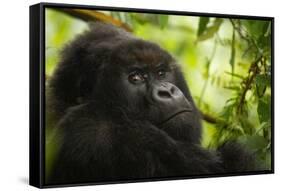 Mountain gorilla silverback sitting among Lobelia, Rwanda-Mary McDonald-Framed Stretched Canvas