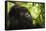 Mountain gorilla silverback sitting among Lobelia, Rwanda-Mary McDonald-Framed Stretched Canvas